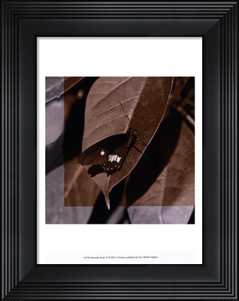 Framed Butterfly Study VI Print
