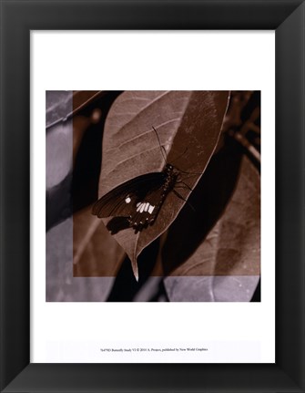 Framed Butterfly Study VI Print