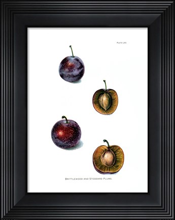 Framed Plums II Print
