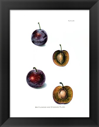 Framed Plums II Print