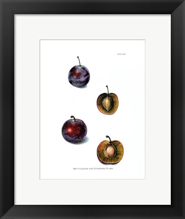 Framed Plums II Print