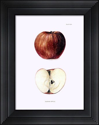 Framed Apple II Print