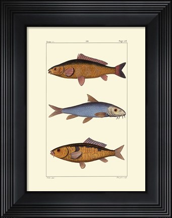 Framed Freshwater Fish II Print