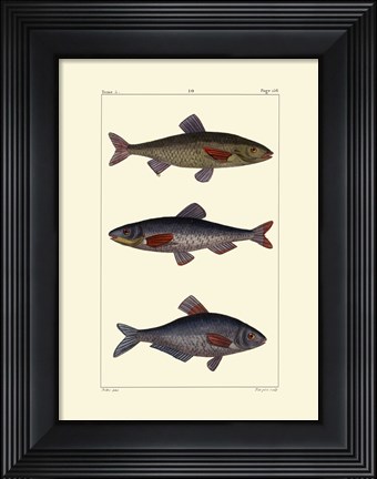 Framed Freshwater Fish III Print