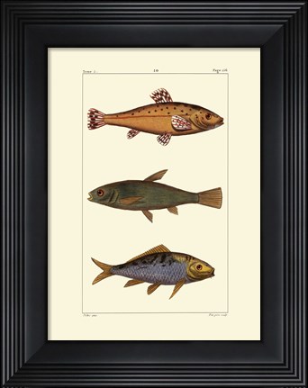Framed Freshwater Fish IV Print