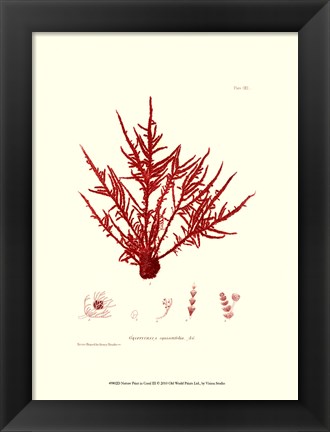 Framed Nature Print in Coral III Print