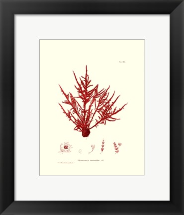 Framed Nature Print in Coral III Print