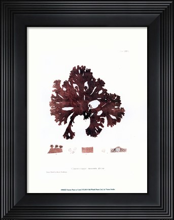 Framed Nature Print in Coral I Print