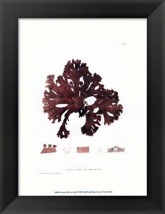 Framed Nature Print in Coral I Print