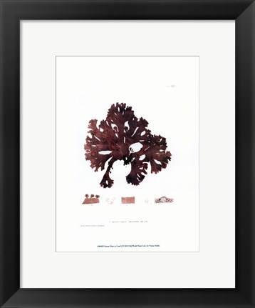 Framed Nature Print in Coral I Print