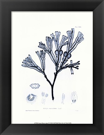 Framed Nature Pritn in Aqua IV Print