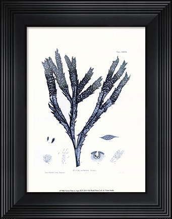 Framed Nature Print in Aqua III Print