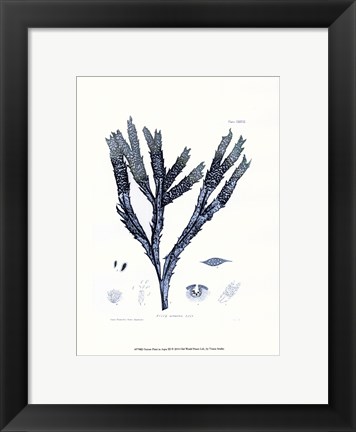 Framed Nature Print in Aqua III Print