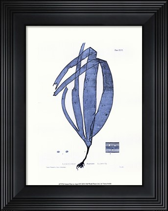 Framed Nature Print in Aqua II Print