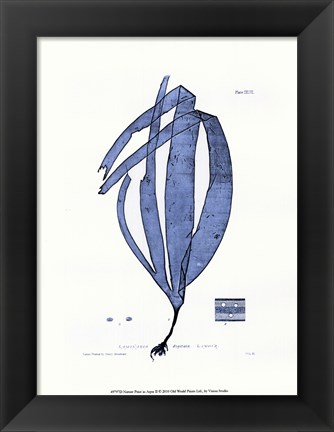 Framed Nature Print in Aqua II Print