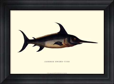 Framed Common Sword-Fish Print