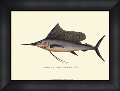 Framed Broad Finned Sword-Fish Print