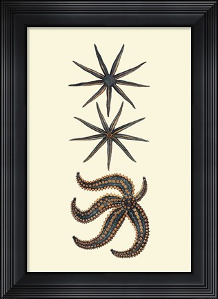 Framed Aquamarine Starfish II Print