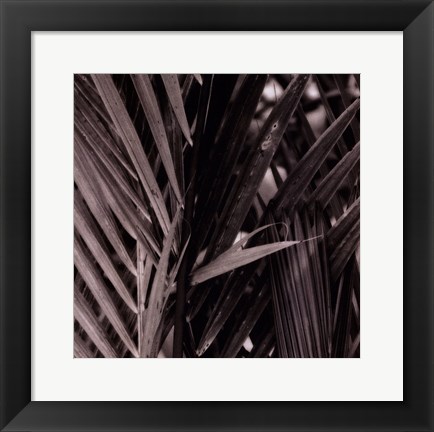 Framed Bamboo Study I Print