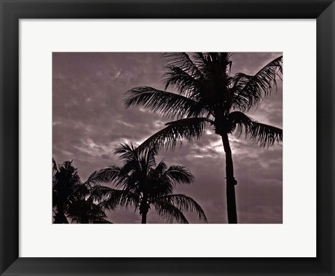 Framed Palms At Night IV Print