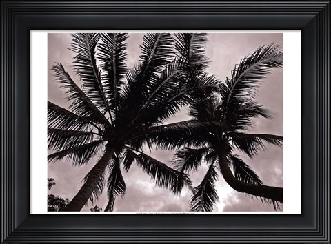 Framed Palms At Night V Print