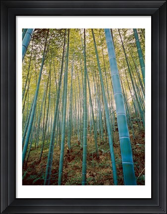 Framed Bamboo Forest, Sagano, Japan Print