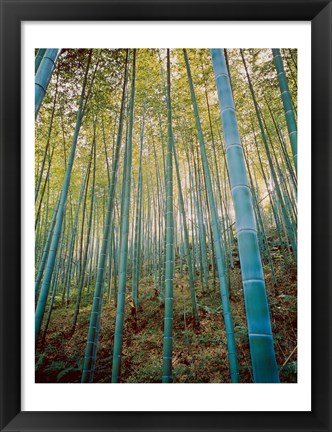 Framed Bamboo Forest, Sagano, Japan Print