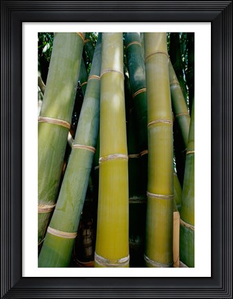 Framed Close-up of bamboo Print
