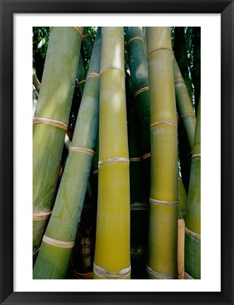 Framed Close-up of bamboo Print