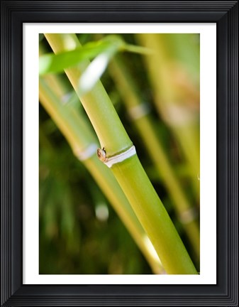 Framed Close-up of bamboo shoots Print