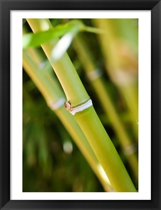 Framed Close-up of bamboo shoots Print