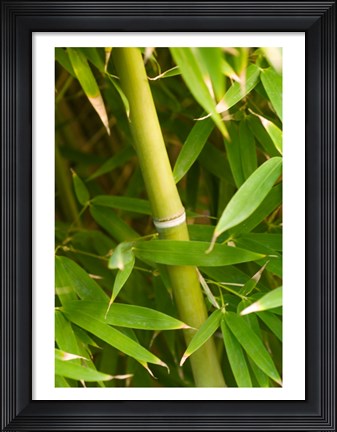 Framed Close-up of a bamboo shoot with bamboo leaves Print