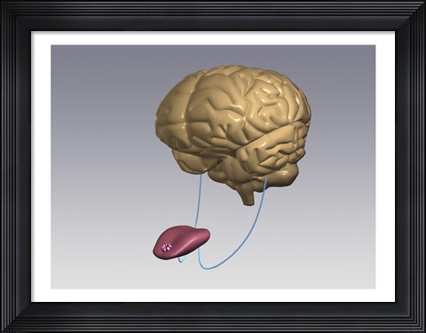 Framed Close-up of a human tongue connected to a human brain Print