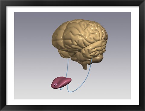 Framed Close-up of a human tongue connected to a human brain Print