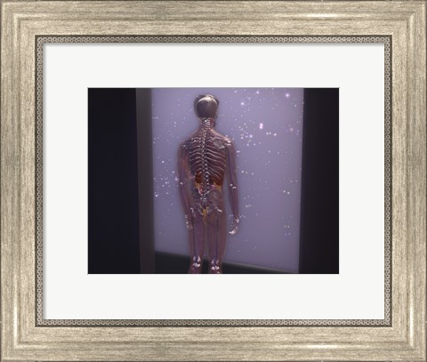 Framed Rear view of a human skeleton Print