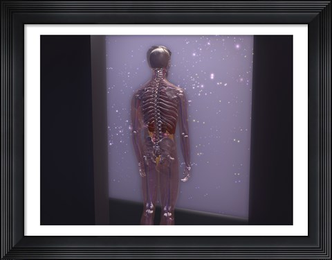 Framed Rear view of a human skeleton Print