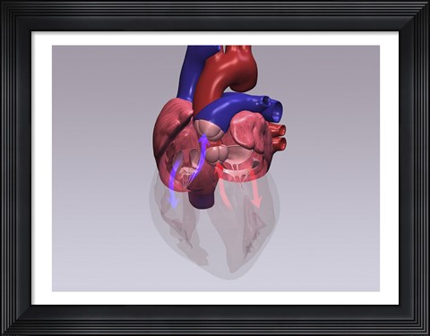 Framed Close-up of a human heart with flow model Print