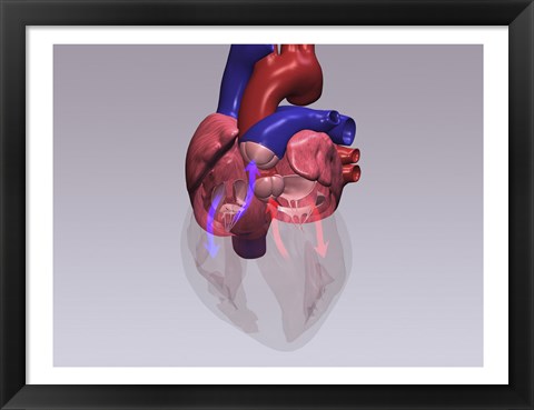 Framed Close-up of a human heart with flow model Print