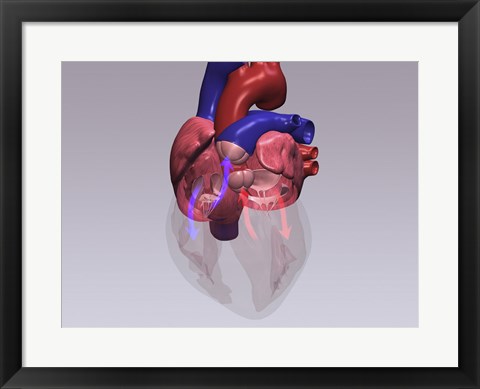 Framed Close-up of a human heart with flow model Print