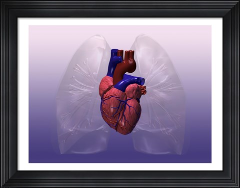 Framed Close-up of a human heart model Print