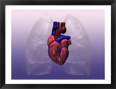 Framed Close-up of a human heart model Print