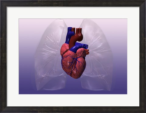Framed Close-up of a human heart model Print