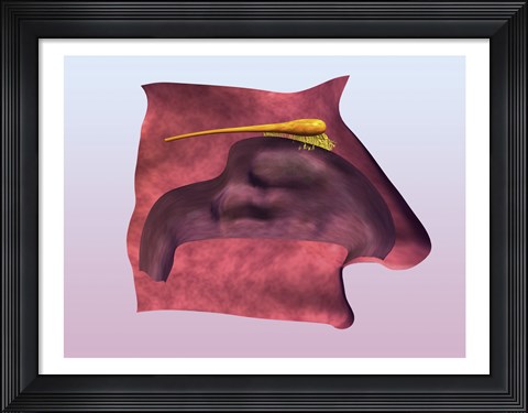 Framed Close-up of a human olfactory system Print