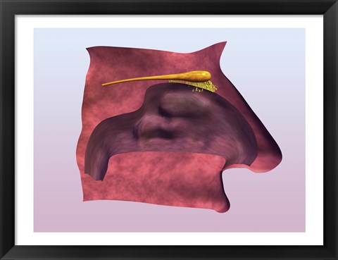 Framed Close-up of a human olfactory system Print