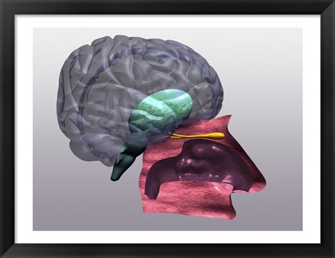 Framed Close-up of a human olfactory system Side View Print