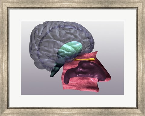 Framed Close-up of a human olfactory system Side View Print
