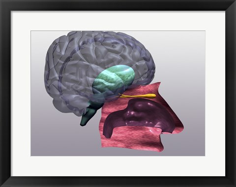 Framed Close-up of a human olfactory system Side View Print