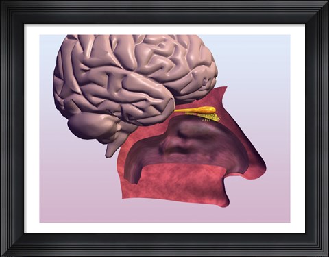 Framed Close-up of a human olfactory system and brain Print