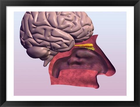 Framed Close-up of a human olfactory system and brain Print