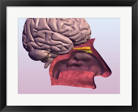 Framed Close-up of a human olfactory system and brain Print